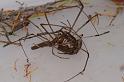 Tetragnatha_bituberculata_D7907_D_88_North Stradbroke island_Australie